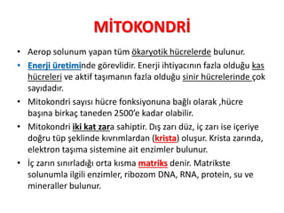 MİTOKONDRİ
• Aerop solunum yapan tüm ökaryotik hücrelerde bulunur.
• Enerji üretiminde görevlidir. Enerji ihtiyacının fazla olduğu kas
hücreleri ve aktif taşımanın fazla olduğu sinir hücrelerinde çok
sayıdadır.
• Mitokondri sayısı hücre fonksiyonuna bağlı olarak ,hücre
başına birkaç taneden 2500’e kadar olabilir.
• Mitokondri iki kat zara sahiptir. Dış zarı düz, iç zarı ise içeriye
doğru tüp şeklinde kıvrımlardan (krista) oluşur. Krista zarında,
elektron taşıma sistemine ait enzimler bulunur.
• İç zarın sınırladığı orta kısma matriks denir. Matrikste
solunumla ilgili enzimler, ribozom DNA, RNA, protein, su ve
mineraller bulunur.
 