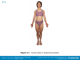 Figure 2-1 Human body in anatomical position. 
Medical Language, Third Edition 
Susan M. Turley 
Copyright © 2014, 2011, 2007 by Pearson Education, Inc. 
All Rights Reserved 
2-1 
 
