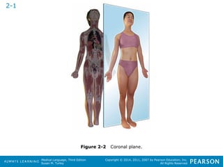 Medical Language, Third Edition 
Susan M. Turley 
Copyright © 2014, 2011, 2007 by Pearson Education, Inc. 
All Rights Reserved 
Figure 2-2 Coronal plane. 
2-1 
 