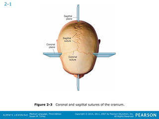 Figure 2-3 Coronal and sagittal sutures of the cranium. 
Medical Language, Third Edition 
Susan M. Turley 
Copyright © 2014, 2011, 2007 by Pearson Education, Inc. 
All Rights Reserved 
2-1 
 