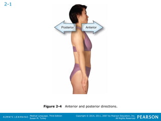 Figure 2-4 Anterior and posterior directions. 
Medical Language, Third Edition 
Susan M. Turley 
Copyright © 2014, 2011, 2007 by Pearson Education, Inc. 
All Rights Reserved 
2-1 
 