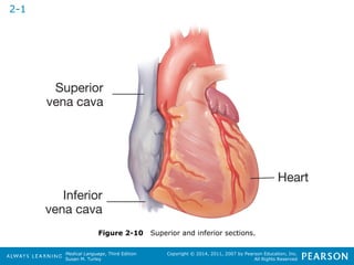 Figure 2-10 Superior and inferior sections. 
Medical Language, Third Edition 
Susan M. Turley 
Copyright © 2014, 2011, 2007 by Pearson Education, Inc. 
All Rights Reserved 
2-1 
 
