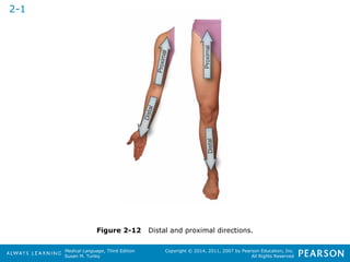 Figure 2-12 Distal and proximal directions. 
Medical Language, Third Edition 
Susan M. Turley 
Copyright © 2014, 2011, 2007 by Pearson Education, Inc. 
All Rights Reserved 
2-1 
 