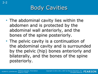Medical Language, Third Edition 
Susan M. Turley 
Copyright © 2014, 2011, 2007 by Pearson Education, Inc. 
All Rights Reserved 
BBooddyy CCaavviittiieess 
2-2 
• The abdominal cavity lies within the 
abdomen and is protected by the 
abdominal wall anteriorly, and the 
bones of the spine posteriorly. 
• The pelvic cavity is a continuation of 
the abdominal cavity and is surrounded 
by the pelvic (hip) bones anteriorly and 
bilaterally, and the bones of the spine 
posteriorly. 
 