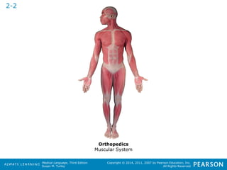 Medical Language, Third Edition 
Susan M. Turley 
Copyright © 2014, 2011, 2007 by Pearson Education, Inc. 
All Rights Reserved 
2-2 
Orthopedics 
Muscular System 
 