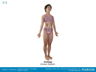 Medical Language, Third Edition 
Susan M. Turley 
Copyright © 2014, 2011, 2007 by Pearson Education, Inc. 
All Rights Reserved 
2-2 
Urology 
Urinary System 
 