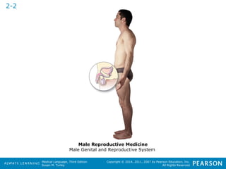 Medical Language, Third Edition 
Susan M. Turley 
Copyright © 2014, 2011, 2007 by Pearson Education, Inc. 
All Rights Reserved 
2-2 
Male Reproductive Medicine 
Male Genital and Reproductive System 
 