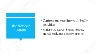 TheNervous
System
Controls and coordinates all bodily
activities
Major structures: brain, nerves,
spinal cord, and sensory organs