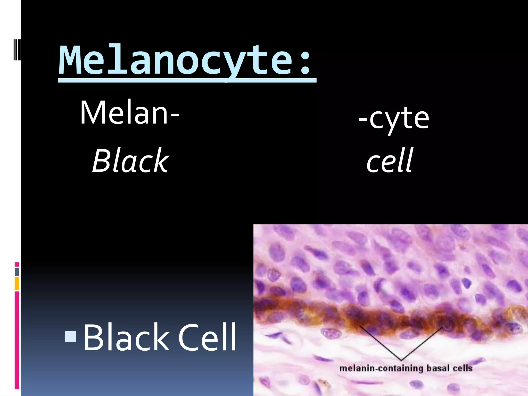 Melan--cyteBlackcellMelanocyte:Black Cell