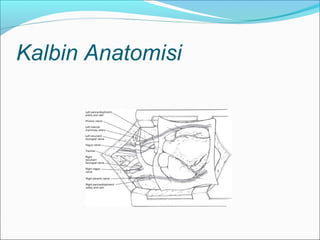 Kalbin Anatomisi
 