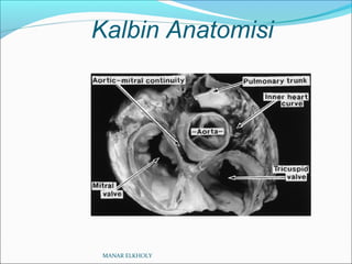 Kalbin Anatomisi
MANAR ELKHOLY
 