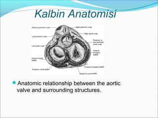 Kalbin Anatomisi
Anatomic relationship between the aortic
valve and surrounding structures.
 