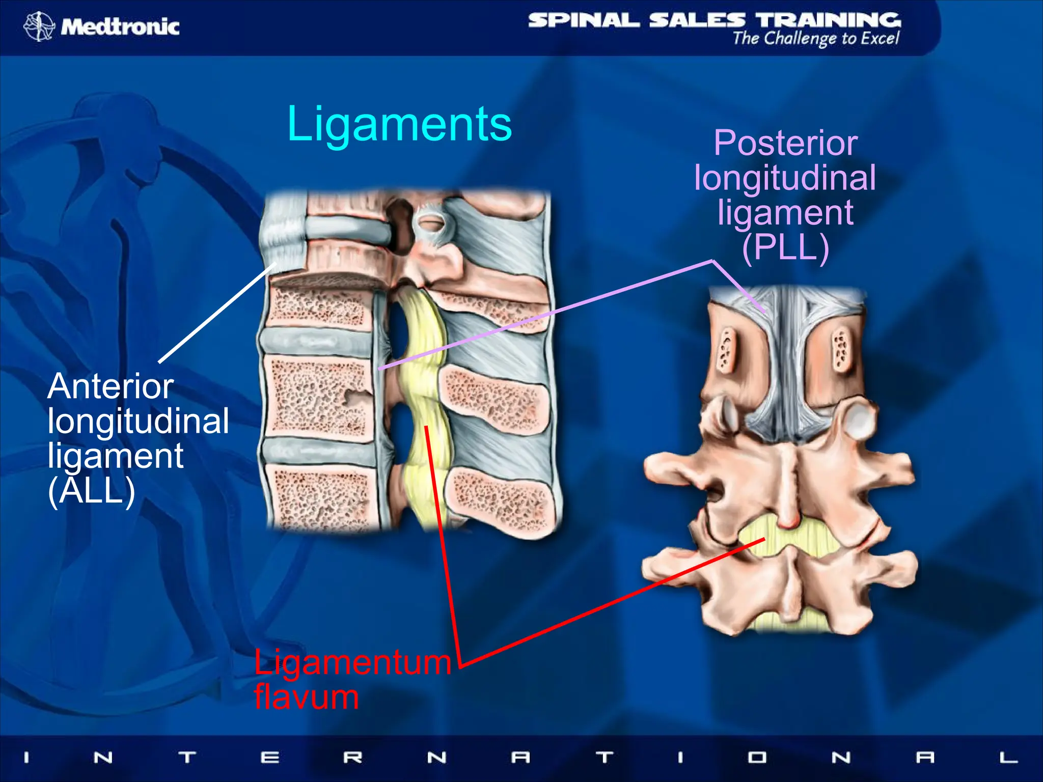 Medtronic Basics of Spinal Anatomy of human | PDF