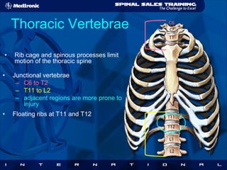 Medtronic Basics of Spinal Anatomy of human | PDF