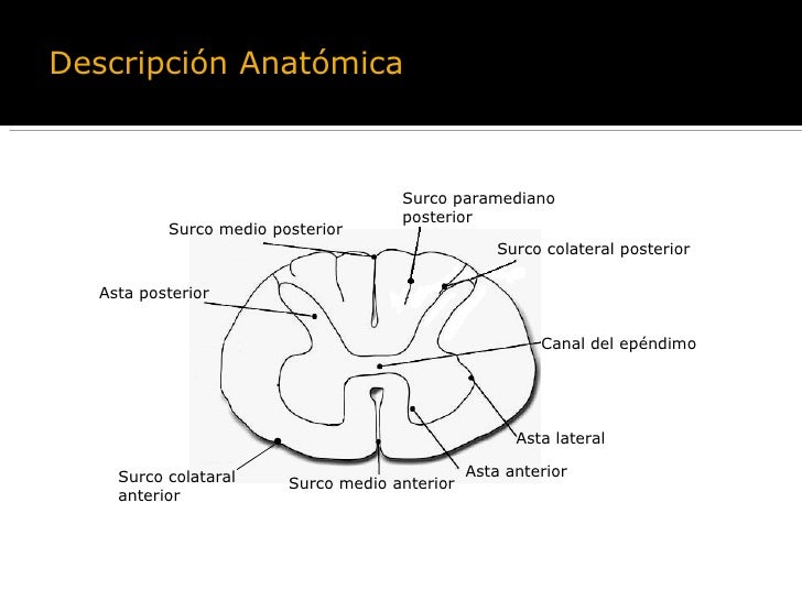 Resultado de imagen de médula espinal partes