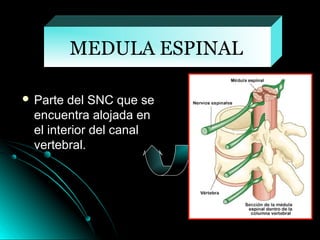 MEDULA ESPINAL
 Parte

del SNC que se
encuentra alojada en
el interior del canal
vertebral.

 