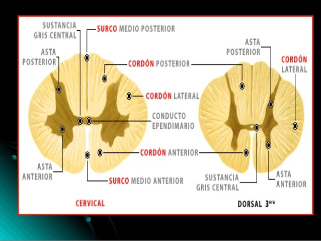 Medula anatomia