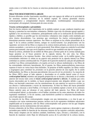 sienta como si el dolor de la víscera se estuviese produciendo en una determinada región de la
piel.
TRACTOS DESCENDENTES LARGOS
Existen diferentes niveles funcionales encefálicos que son capaces de influir en la actividad de
las neuronas motoras inferiores de la médula espinal. El sistema piramidal (tractos
corticoespinales) y extrapiramidal (tractos rubroespinal, vestibuloespinal, reticuloespinal,
tectoespinal, olivoespinal.) forman parte de estos niveles.
Tractos corticoespinales o piramidales
Son los tractos motores más importantes de la médula espinal, ya que conducen impulsos que
Inician y controlan los movimientos voluntarios. Debido a que esta vía eferente agrega rapidez y
agilidad a los movimientos voluntarios, principalmente actúa en la realización de movimientos
rápidos y hábiles; es posible que los movimientos voluntarios más simples estén mediados por
otros tractos descendentes. Las neuronas que constituyen los tractos corticoespinales se
denominan neuronas motoras superiores. Sus fibras se originan en las células piramidales de la
capa V de la corteza cerebral motora, aunque no exclusivamente. Las proporciones son las
siguientes: un tercio de las fibras se origina en la corteza motora primaria, un tercio en la corteza
motora secundaria y un tercio en el giro postcentral. Este último origen no controla la actividad
motora precisamente, sino que envía impulsos sensitivos que modulan este tipo de respuestas.
Desde la corteza, alrededor de un millón de fibras pasa a formar parte de la corona radiada para
luego penetrar en el brazo posterior de la cápsula interna. En este sitio, las fibras
correspondientes a las regiones faciales (haz córtico nuclear) están en la rodilla (genu) y las
extremidades inferiores se sitúan en un aspecto más posterior de la cápsula interna Las fibras
continúan su camino constituyendo las 3/5 partes de la porción medial de cada pie del pedúnculo
cerebral. Las fibras correspondientes a la región cervical se ubican medialmente y las fibras de
las extremidades inferiores lateralmente. En el puente, las fibras pontocerebelosas transversas
separan el tracto en varios haces bien definidos. Al penetrar al bulbo raquídeo, las fibras vuelen
a reagruparse para constituir las pirámides en la porción anterior de esta región. En la unión
bulbomedular, las fibras se decusan parcialmente (decusación de las pirámides): La mayoría de
las fibras (90%) pasan al lado opuesto y descienden en el cordón lateral como el tracto
corticoespinal lateral, mientras una pequeña proporción no se decusa y desciende en el cordón
anterior del mismo lado como el tracto corticoespinal anterior o directo. A medida que estos
tractos descienden por la médula, se hacen progresivamente más delgados debido a que sus
fibras van haciendo conexiones con las motoneuronas de asta anterior en sucesivos niveles ya
sea directa o indirectamente a través de interneuronas. Si bien las fibras del tracto piramidal
directo no se decusan a nivel bulbar, sí lo hacen en la médula espinal a través de la comisura
blanca anterior para así alcanzar el asta anterior del lado opuesto. Las fibras del tracto
corticoespinal lateral, ya decusadas a nivel bulbar, terminan en las astas anteriores de todos los
segmentos medulares. A fin de cuentas, cada hemisferio cerebral se relaciona funcionalmente
con el lado opuesto del cuerpo.
La mayoría de las fibras corticoespinales sinapta con una interneurona, y es ésta la que se
comunica con varias motoneuronas gamma, incluso con la de segmentos medulares adyacentes
amplificando así la respuesta; sólo las fibras corticoespinales más gruesas son las que sinaptan
directamente con las motoneuronas del asta anterior.
Existen colaterales de las fibras corticoespinales que nacen apenas empiezan a descender y que
ascienden para inhibir la función de las neuronas motoras de las regiones corticales adyacentes.
Otras ramas sinaptan con los núcleos caudado, lentiforme, rojos, olivares y reticulares, con la
función de mantener cierto flujo de información acerca de la actividad de la corteza motora.
 