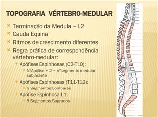 TOPOGRAFIA  VÉRTEBRO-MEDULAR Terminação da Medula – L2 Cauda Equina Ritmos de crescimento diferentes Regra prática de correspondência vértebro-medular: Apófises Espinhosas (C2-T10): NºApófise + 2 = nºsegmento medular subjacente Apófises Espinhosas (T11-T12): 5 Segmentos Lombares Apófise Espinhosa L1: 5 Segmentos Sagrados 