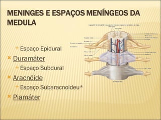 MENINGES E ESPAÇOS MENÍNGEOS DA MEDULA Espaço Epidural Duramáter Espaço Subdural Aracnóide Espaço Subaracnoideu* Piamáter 