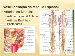 Vascularização da Medula Espinhal Artérias da Medula: Artéria Espinhal Anterior Artérias Espinhais Posteriores 