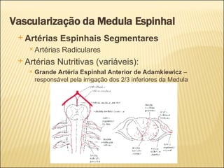 Vascularização da Medula Espinhal Artérias Espinhais Segmentares Artérias Radiculares Artérias Nutritivas (variáveis): Grande Artéria Espinhal Anterior de Adamkiewicz  – responsável pela irrigação dos 2/3 inferiores da Medula 