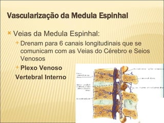Vascularização da Medula Espinhal Veias da Medula Espinhal: Drenam para 6 canais longitudinais que se comunicam com as Veias do Cérebro e Seios Venosos Plexo Venoso  Vertebral Interno 