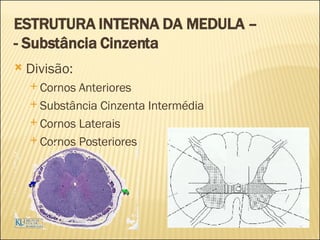 ESTRUTURA INTERNA DA MEDULA –  - Substância Cinzenta Divisão:  Cornos Anteriores Substância Cinzenta Intermédia Cornos Laterais Cornos Posteriores 