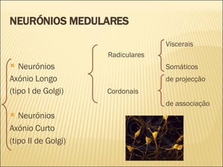NEURÓNIOS MEDULARES Viscerais    Radiculares Neurónios Somáticos Axónio Longo de projecção (tipo I de Golgi)   Cordonais de associação Neurónios Axónio Curto (tipo II de Golgi) 