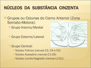 NÚCLEOS  DA  SUBSTÂNCIA  CINZENTA Grupos ou Colunas do Corno Anterior (Zona Somato-Motora): Grupo Interno/Medial Grupo Externo/Lateral Grupo Central: Núcleo Frénico (nervos C3, C4 e C5) Núcleo Acessório (nervos C1-C6) Núcleo Lombo-Sagrado (nervos L2-S1) 