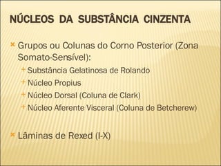 NÚCLEOS  DA  SUBSTÂNCIA  CINZENTA Grupos ou Colunas do Corno Posterior (Zona Somato-Sensível): Substância Gelatinosa de Rolando Núcleo Propius Núcleo Dorsal (Coluna de Clark) Núcleo Aferente Visceral (Coluna de Betcherew) Lâminas de Rexed (I-X) 