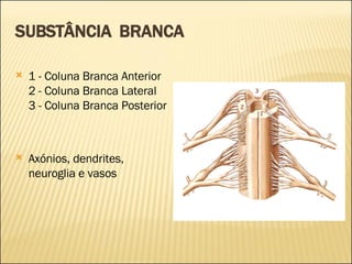 SUBSTÂNCIA  BRANCA 1 - Coluna Branca Anterior 2 - Coluna Branca Lateral 3 - Coluna Branca Posterior Axónios, dendrites, neuroglia e vasos 1 3 2 
