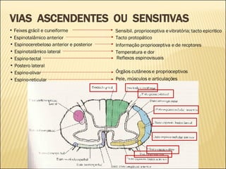 VIAS  ASCENDENTES  OU  SENSITIVAS Postero lateral Espinocerebeloso anterior e posterior Informação proprioceptiva e de recptores Espinotalâmico anterior Tacto protopático Feixes grácil e cuneiforme Sensibil. proprioceptiva e vibratória; tacto epicritico Espinotalâmico lateral Temperatura e dor Espino-tectal  Reflexos espinovisuais  Espino-olivar  Órgãos cutâneos e proprioceptivos Espino-reticular  Pele, músculos e articulações  