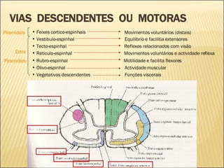 VIAS  DESCENDENTES  OU  MOTORAS Piramidais Extra Piramidais Reticulo-espinhal  Movimentos voluntários e actividade reflexa  Rubro-espinhal  Motilidade e facilita flexores  Olivo-espinhal  Actividade muscular  Vegetativos descendentes  Funções viscerais  Tecto-espinhal Reflexos relacionados com visão Vestibulo-espinhal Equilibrio e facilitia extensores Feixes cortico-espinhais Movimentos voluntários (distais) 