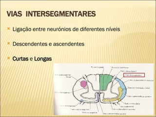 VIAS  INTERSEGMENTARES Ligação entre neurónios de diferentes níveis Descendentes e ascendentes Curtas  e  Longas 
