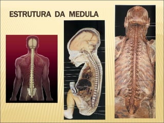 ESTRUTURA  DA  MEDULA 