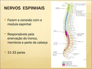 Fazem a conexão com a medula espinhal Responsáveis pela enervação do tronco, membros e parte da cabeça 31-33 pares 