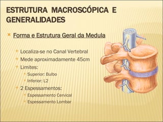 ESTRUTURA  MACROSCÓPICA  E GENERALIDADES Forma e Estrutura Geral da Medula Localiza-se no Canal Vertebral Mede aproximadamente 45cm Limites: Superior: Bulbo Inferior: L2 2 Espessamentos: Espessamento Cervical Espessamento Lombar 