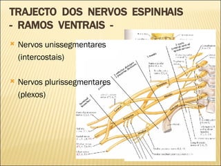 Nervos unissegmentares (intercostais) Nervos plurissegmentares (plexos) TRAJECTO  DOS  NERVOS  ESPINHAIS -  RAMOS  VENTRAIS  - 