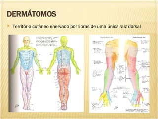 DERMÁTOMOS Território cutâneo enervado por fibras de uma única raiz dorsal 