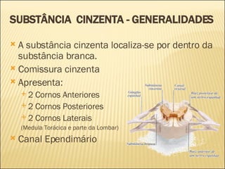 SUBSTÂNCIA  CINZENTA - GENERALIDADES A substância cinzenta localiza-se por dentro da substância branca. Comissura cinzenta Apresenta: 2 Cornos Anteriores 2 Cornos Posteriores 2 Cornos Laterais  (Medula Torácica e parte da Lombar) Canal Ependimário 