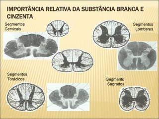 IMPORTÂNCIA RELATIVA DA SUBSTÂNCIA BRANCA E CINZENTA Segmentos Cervicais Segmentos Torácicos Segmentos Lombares Segmento Sagrados 