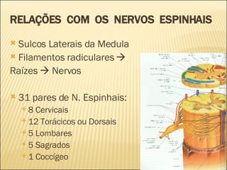 RELAÇÕES  COM  OS  NERVOS  ESPINHAIS Sulcos Laterais da Medula Filamentos radiculares     Raízes    Nervos 31 pares de N. Espinhais: 8 Cervicais 12 Torácicos ou Dorsais 5 Lombares 5 Sagrados 1 Coccígeo 