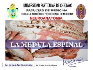 NEUROANATOMIA




    LA MEDULA ESPINAL


Dr. Carlos Azañero Inope   Dr. Carlos Azañero Inope
 