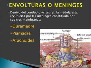 <ul><li>ENVOLTURAS O MENINGES </li></ul><ul><li>Dentro del conducto vertebral, la médula esta recubierta por las meninges ...