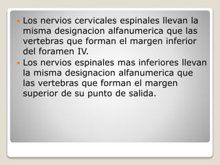  Los nervios cervicales espinales llevan la
misma designacion alfanumerica que las
vertebras que forman el margen inferior
del foramen IV.
 Los nervios espinales mas inferiores llevan
la misma designacion alfanumerica que
las vertebras que forman el margen
superior de su punto de salida.
 