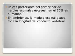  Raices posteriores del primer par de
nervios espinales escasean en el 50% en
humanos.
 En embriones, la medula espinal ocupa
toda la longitud del conducto vertebral.
 