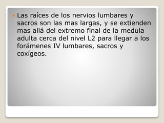  Las raíces de los nervios lumbares y
sacros son las mas largas, y se extienden
mas allá del extremo final de la medula
adulta cerca del nivel L2 para llegar a los
forámenes IV lumbares, sacros y
coxígeos.
 