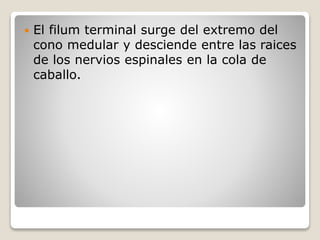  El filum terminal surge del extremo del
cono medular y desciende entre las raices
de los nervios espinales en la cola de
caballo.
 