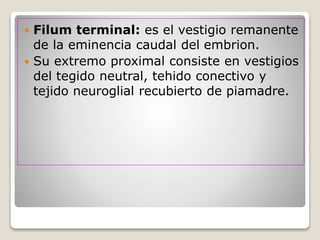  Filum terminal: es el vestigio remanente
de la eminencia caudal del embrion.
 Su extremo proximal consiste en vestigios
del tegido neutral, tehido conectivo y
tejido neuroglial recubierto de piamadre.
 